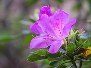 Rhododendron Leaf Flower Nature Picture