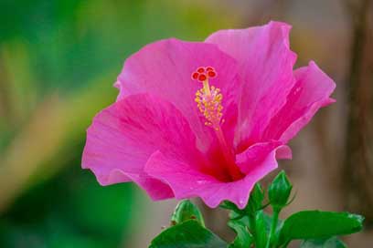 Hong-Kong Petal Plant Hibiscus Picture