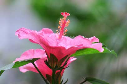 Hong-Kong Petal Plant Hibiscus Picture