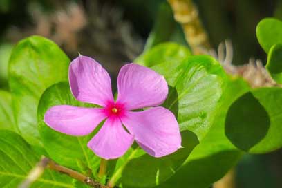 Flower Bloom Nature Plant Picture