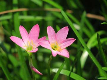 Hong-Kong Color Petal Plant Picture