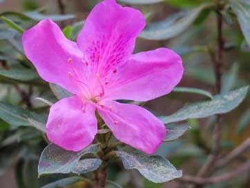 Hong-Kong Petal Plant Rhododendron Picture