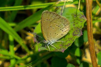 Butterfly Beautiful Summer Natural Picture