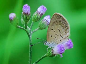 Butterfly Beautiful Summer Natural Picture