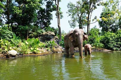 Elephant Pond Summer China Picture