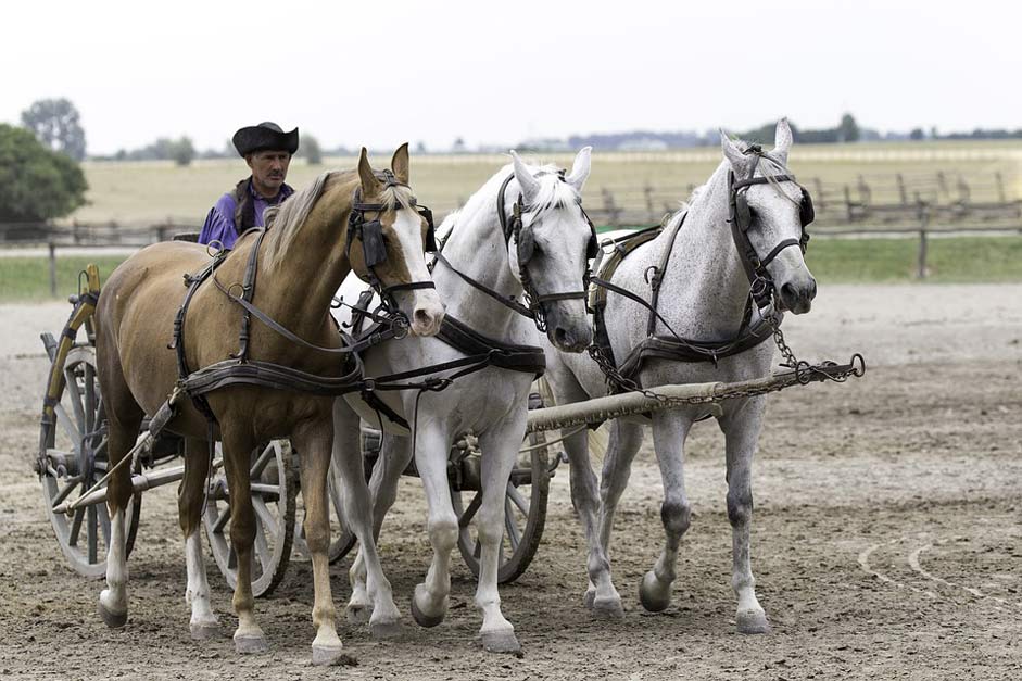  Equestrian-Demonstration Hungary Puszta-Horse-Farm
