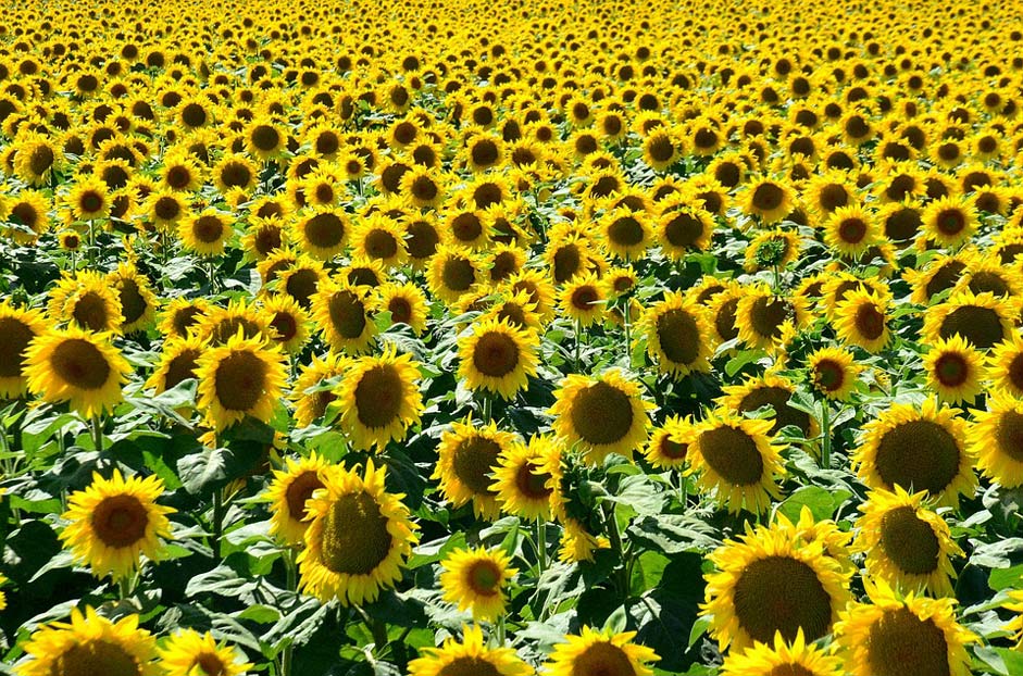 Hungary Sunflower Sunshine Summer