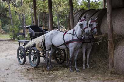 Hungary Farm Horses Horse Picture