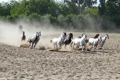 Puszta Horses Tourism Hungary Picture