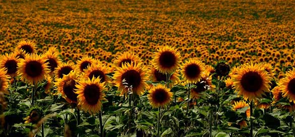 Hungary  Summer Sunflowers Picture