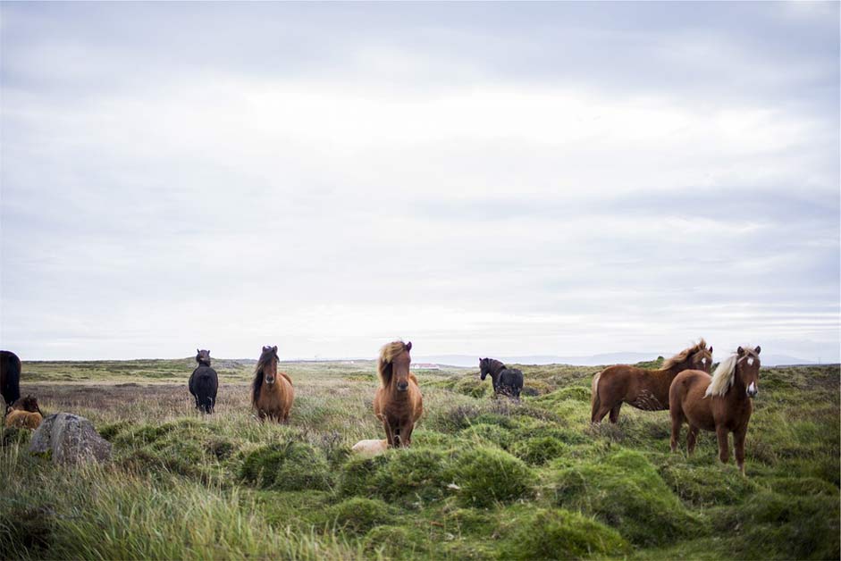 Animals Icelandic Iceland Horses