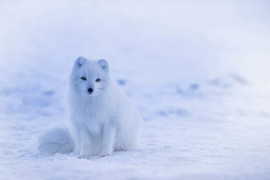 Animal Fox Arctic-Fox Iceland
