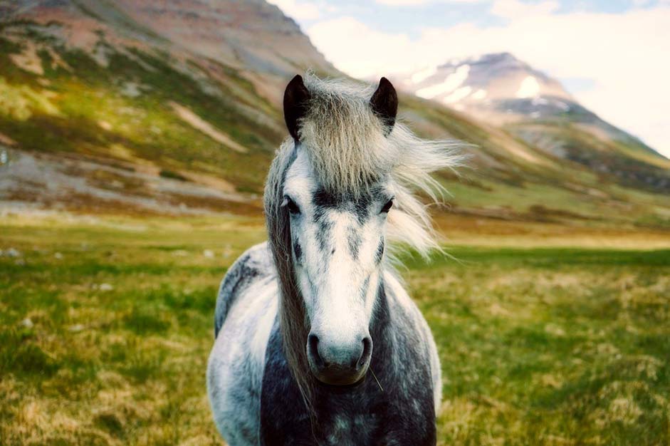 Wild Pony Horse Iceland