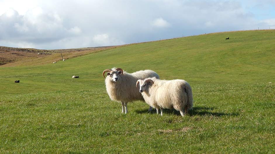 Livestock Wool Iceland Sheep