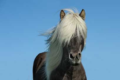 Horse Ride Animal Pony Picture