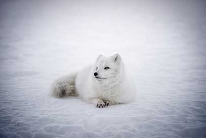 Iceland Wildlife Animal Arctic-Fox Picture