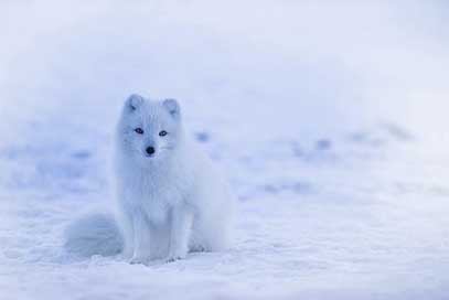 Iceland Animal Fox Arctic-Fox Picture