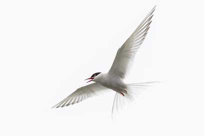 Arctic-Tern Wild-Animal Bird Iceland Picture