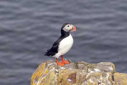 Puffin Iceland Cliff Bird Picture