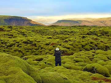 Lava-Field Iceland Eldhraun Moss-Field Picture