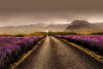 Iceland Road Landscape Flowers Picture