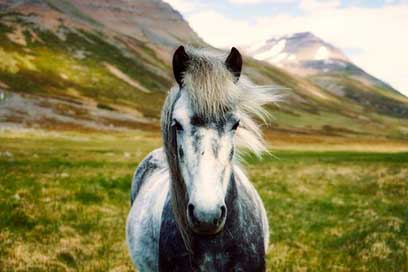 Iceland Wild Pony Horse Picture