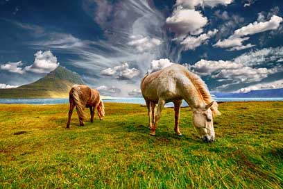 Horses Landscape Grazing Iceland Picture