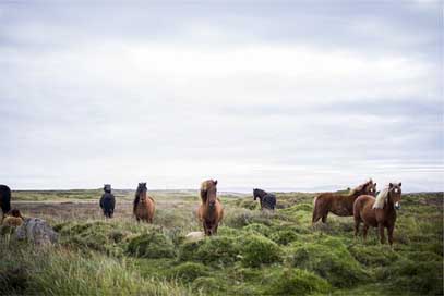 Horses Animals Icelandic Iceland Picture