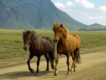 Horses  Landmannalaugar Iceland Picture