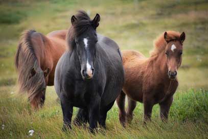 Iceland Flock Horse Iceland-Horse Picture