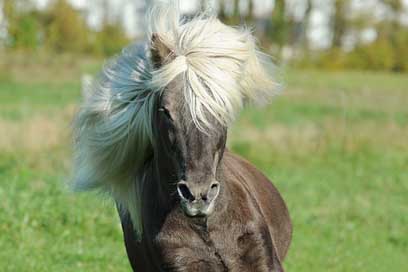 Horse Iceland-Pony Iceland-Horse Icelanders Picture