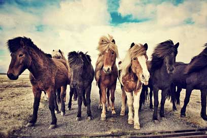 Horses Icelandic Iceland-Horse Icelandic-Horses Picture