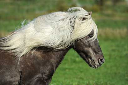 Horse Iceland-Pony Pony Iceland-Horse Picture