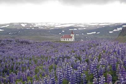Lupins Church Purple Flowers Picture