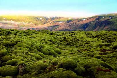 Green Land Scenery Moss Picture