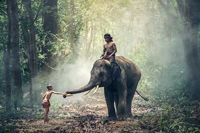 Elephant Asia Children Riding Picture