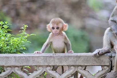 Monkey Nature Cute Animalia Picture