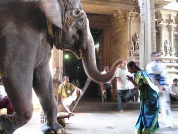 Elephant Pray Deity Holy Picture