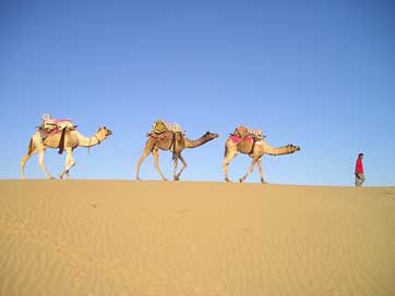 India Caravan Camels Desert Picture