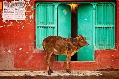 Holy Street Door Cow Picture