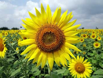 Flower India Karnataka Sunflower Picture