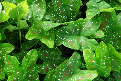 Caladium Florida-Beauty Leaves Plant Picture