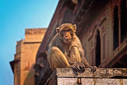 Monkey Wild Vrindavan India Picture