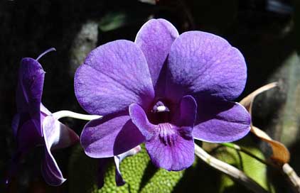 Orchid Orchidaceae Purple Dendrobium Picture