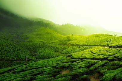 Tea-Plantation Greenery Scenic Landscape Picture