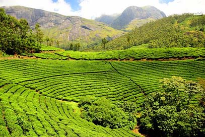 Tea-Plantation  India Tea-Garden Picture