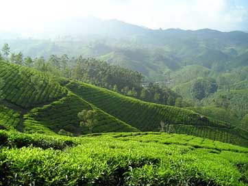 India Plantation Tea-Plantation Tee Picture