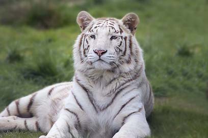 White Animal Tiger Bengal Picture