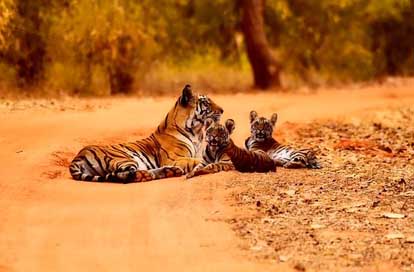 India Mother Wildlife Tigers Picture