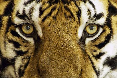 Tiger Wild-Animal Wild Feline Picture